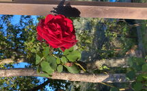 Bild vorgelegt von den Gästen von La Casina del Bosco 