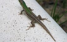 Bild vorgelegt von den Gästen von Casa Cervognano 