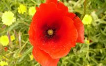 Bild vorgelegt von den Gästen von Paradiso 