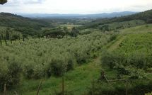 Bild vorgelegt von den Gästen von Montescalari 