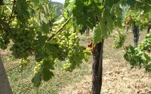 Bild vorgelegt von den Gästen von Fattoria di Quercia al Poggio 