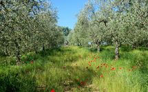 Bild vorgelegt von den Gästen von Podere San Bono 