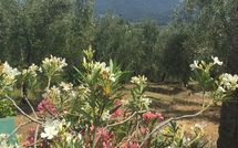 Bild vorgelegt von den Gästen von Al Seminario 