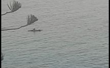 Bild vorgelegt von den Gästen von Il Sorriso 