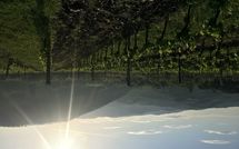 Bild vorgelegt von den Gästen von Casalta di Pesa 