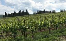 Bild vorgelegt von den Gästen von Casalta di Pesa 