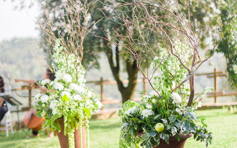 Fattoria Di Quercia Al Poggio: Weiss, Fotografieren, Grün, Baum, Blume, Pflanze, Gras, Frühling, Botanik, Hinterhof