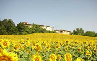 Villa Del Conte