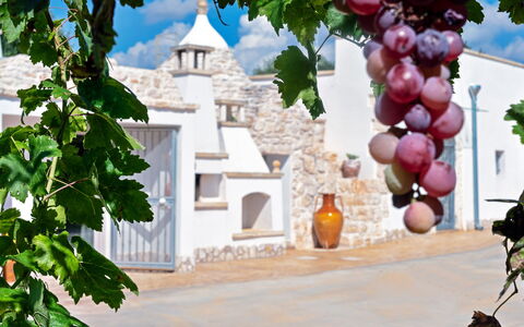 Trulli Itaka: Eigentum, Bogen, Die Architektur, Pflanze, Grundeigentum, Vitis, Haus, Baum