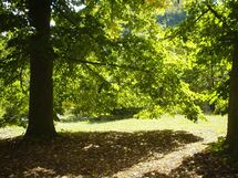 The garden has several largetrees