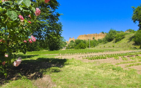 Villa le Balze: Grün, Vegetation, Strauch, Sommer, Pflanzengemeinschaft, Plantage, Feld, Garten, Krautige Pflanze, Wiese