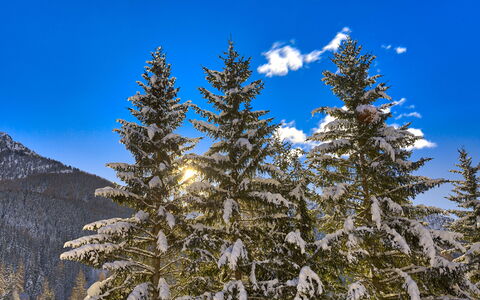 The Twins Apartment - Champoluc: Baum, Shortleaf Black Gezierter, Balsamtanne, Sugar Pine, Larix Lyalliisubalpine Larch, Schnee, Drehkiefer, Oregonpine