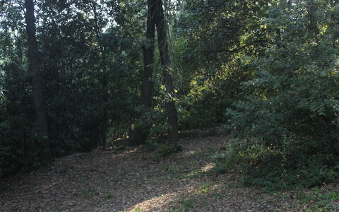 Gli Appartamenti Di Manuela: Pflanze, Natürliche Landschaft, Holz, Baum, Strassenbelag, Asphalt, Schatten, Zweig, Laub, Durchgangsstrasse