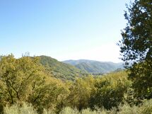Vignoli