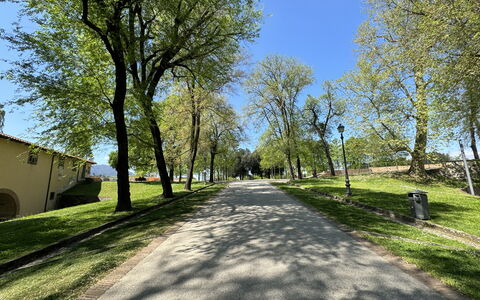 Alle Mura: Baum, Ast, Blatt, Gras, Natur, Strassenbelag, Strasse, Öffentlicher Raum, Asphalt, Durchgangsstrasse