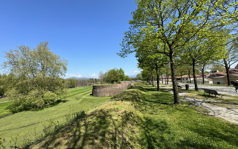 Alle Mura: Baum, Gras, Ast, Wiese, Einfach, Grundstueck, Ground, Wiese, Garten, Rasen