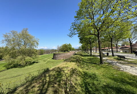 Alle Mura: Baum, Gras, Ast, Wiese, Einfach, Grundstueck, Ground, Wiese, Garten, Rasen