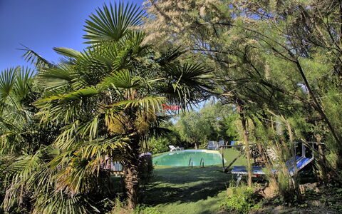 La Villa Di Ostra: Baum, Vegetation, Pflanze, Palme, Gehölz, Arecales, Pflanzengemeinschaft, Botanik, Gras, Blatt