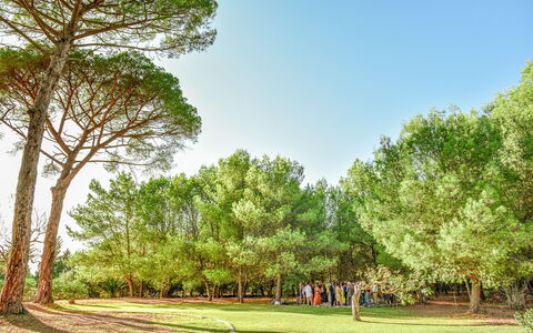 Masseria Lentisco: Baum, Natürliche Landschaft, Natur, Grün, Vegetation, Daytime, Natürlichen Umgebung, Gras, Himmel, Gehölz