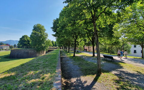 Sinidio: Baum, Gras, Natur, Frühling, Rasen, Park, Landscaping, Walkway, Pfad