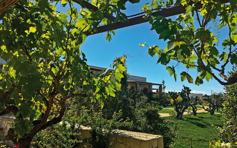 Tenuta Vigna Corallo: Baum, Blatt, Pflanze, Gehölz, Ast, Haus, Die Architektur, Ebene, Vitis, Gebäude