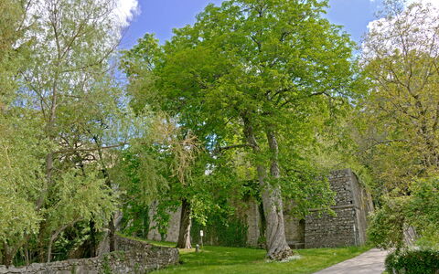 Casa Di Giulio: Blatt, Baum, Gras, Ast, Wand, Natur, Grün, Vegetation, Strauch, Steinwand