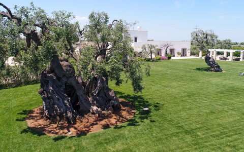 Masseria Villa Il Frantoio: Baum, Gras, \Fels, Biome, Gehölz, Grundstueck, Rasen, Pflanze, Landscaping