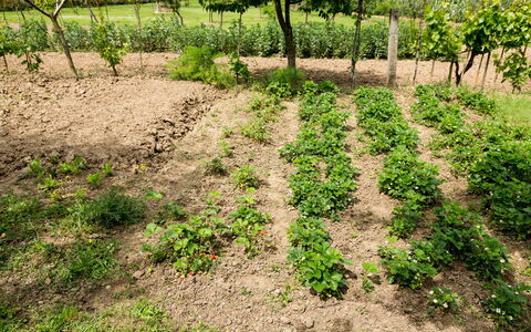 Casale Vacanze Il Granaio: Boden, Feld, Pflanze, Gras, Baum, Grundstueck, Blatt, Ground, Graspflanze, Ernte