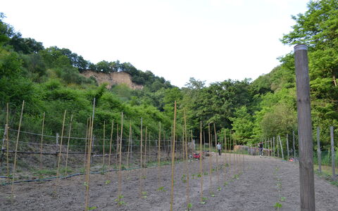 Agriturismo Il Giaggiolo without Pool: Vegetation, Baum, Grundstueck, Bergstation, Pflanzengemeinschaft, Pflanze, Gras, Durchgangsstrasse, Zaun, Landschaft