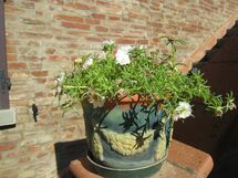 Garden detail