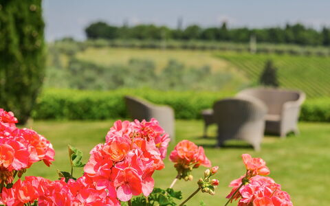 Sole Del Chianti: Blume, Pflanze, Blütenblatt, Natur, Grün, Natürlichen Umgebung, Vegetation, Natürliche Landschaft, Baum, Gras