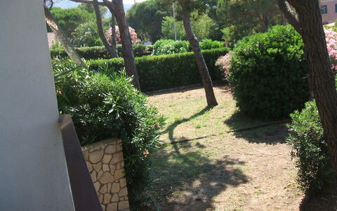 Casa Argentario: Pflanze, Eigentum, Blatt, Botanik, Natur, Baum, Vegetation, Schatten, Grundstueck, Strassenbelag