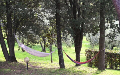 Villa Tresanti: Pflanze, Baum, Natürlichen Umgebung, Ast, Holz, Natürliche Landschaft, Kofferraum, Schatten, Biome
