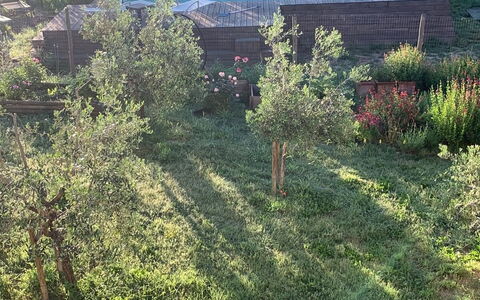 Alice - Podere Ribatti - Casole D'elsa, Toscana: Pflanze, Pflanzengemeinschaft, Natürliche Landschaft, Baum, Grundstueck, Fenster, Gras, Fahrzeug, Wiese, Ground