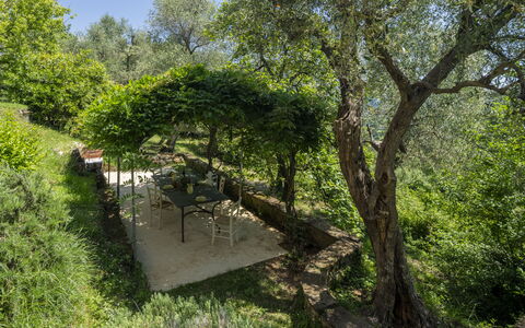 La Casa Dei Limoni, Camaiore, Pet Friendly, Wifi: Blatt, Baum, Grün, Vegetation, Strauch, Pflanzengemeinschaft, Garten, Frühling, Schatten
