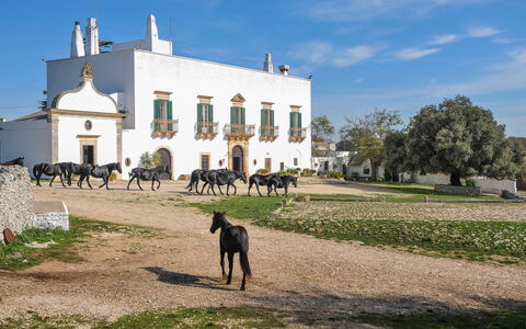 Masseria Tagliente: Himmel, Gebäude, Pflanze, Wolke, Grundstueck, Gras, Baum, Ländliches Gebiet