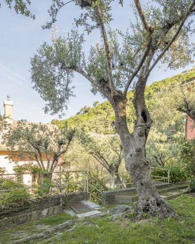 Pieve Ligure Seaside View, Wifi: Blatt, Ast, Vegetation, Strauch, Frühling, Zweig, Garten, Estate, Garten, Landscaping