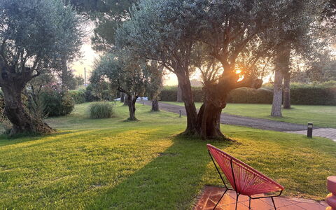 Villapronti: Pflanze, Atmosphäre, Blatt, Natürliche Landschaft, Ast, Baum, Vegetation, Gras, Sonnenlicht