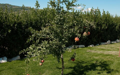 Villa Mariarosaria - Dimora Esclusiva con Piscina: Ast, Ground, Garten, Rasen, Obst, Plantage, Boden, Garten