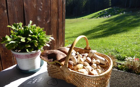 Baita Mountain View Pale San Martino: Korb, Blumentopf, Wicker, Essen, Servierware, Produzieren, Pilz, Zimmerpflanze