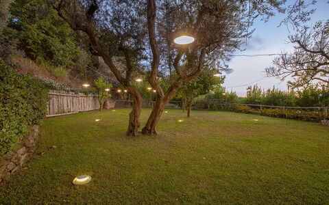 Villa Liliana: Natur, Ast, Landschaft, Garten, Rasen, Hinterhof, Landscaping, Nacht, Garten, Landschaft Beleuchtung