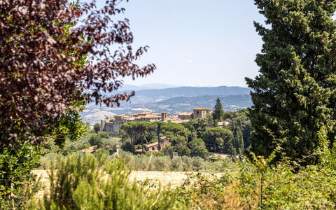 Poggio Padule: Blatt, Baum, Natur, Vegetation, Strauch, Landschaft, Pflanzengemeinschaft, Grundstueck, Ländliches Gebiet, Sonnenlicht