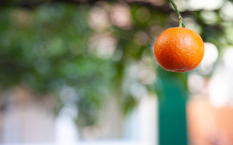 La Casa Dei Mandarini: Produzieren, Obst, Orange, Zutat, Natural Foods, Essen