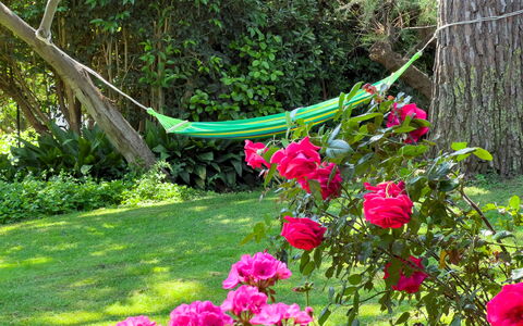 Casa Delle Chicche - Imperia: Grün, Blume, Blütenblatt, Strauch, Garten, Rosa, Frühling, Gartenrosen, Ground