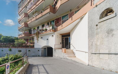 Caprifoglio
