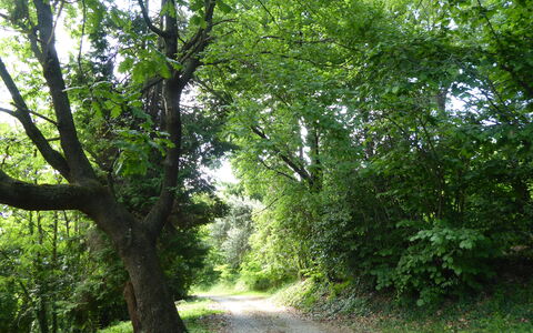 Casa Ballo delle Streghe, Garden, Montebelluna: Blatt, Baum, Natürlichen Umgebung, Grün, Ast, Natur, Vegetation, Strasse, Wald, Weg