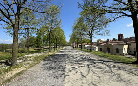 Il Cervo In Città: Baum, Ast, Strassenbelag, Strasse, Asphalt, Durchgangsstrasse, Kofferraum, Auffahrt, Weg, Boden