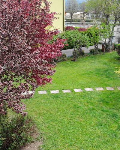 House Martina: Strauch, Garten, Ground, Rasen, Frühling, Hinterhof, Garten, Landscaping, Park