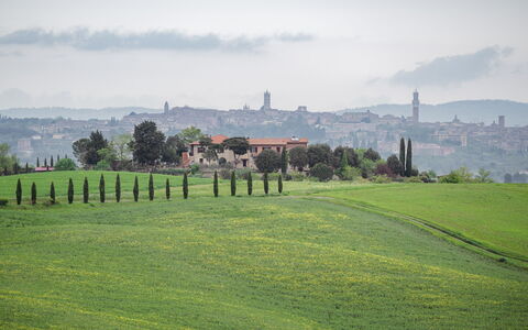 La Casina Honeymoon Cottage, Badia Agnano: Gras, Wiese, Horizont, Landschaft, Einfach, Hügel, Grundstueck, Wiese, Feld, Ländliches Gebiet