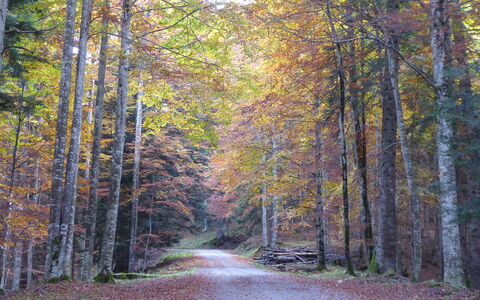 Casa Ines, Feltre: Blatt, Ast, Baum, Natur, Natürlichen Umgebung, Holz, Wald, Strasse, Natürliche Landschaft, Vegetation